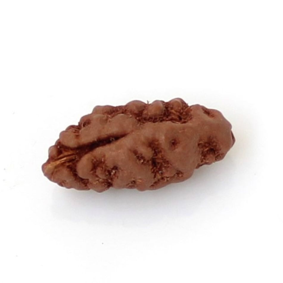 1 mukhi rudraksha | About one face rudraksha bead